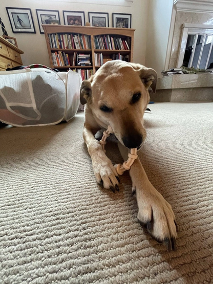 SodaPup Chicken-Flavored Teething Ring for Puppies