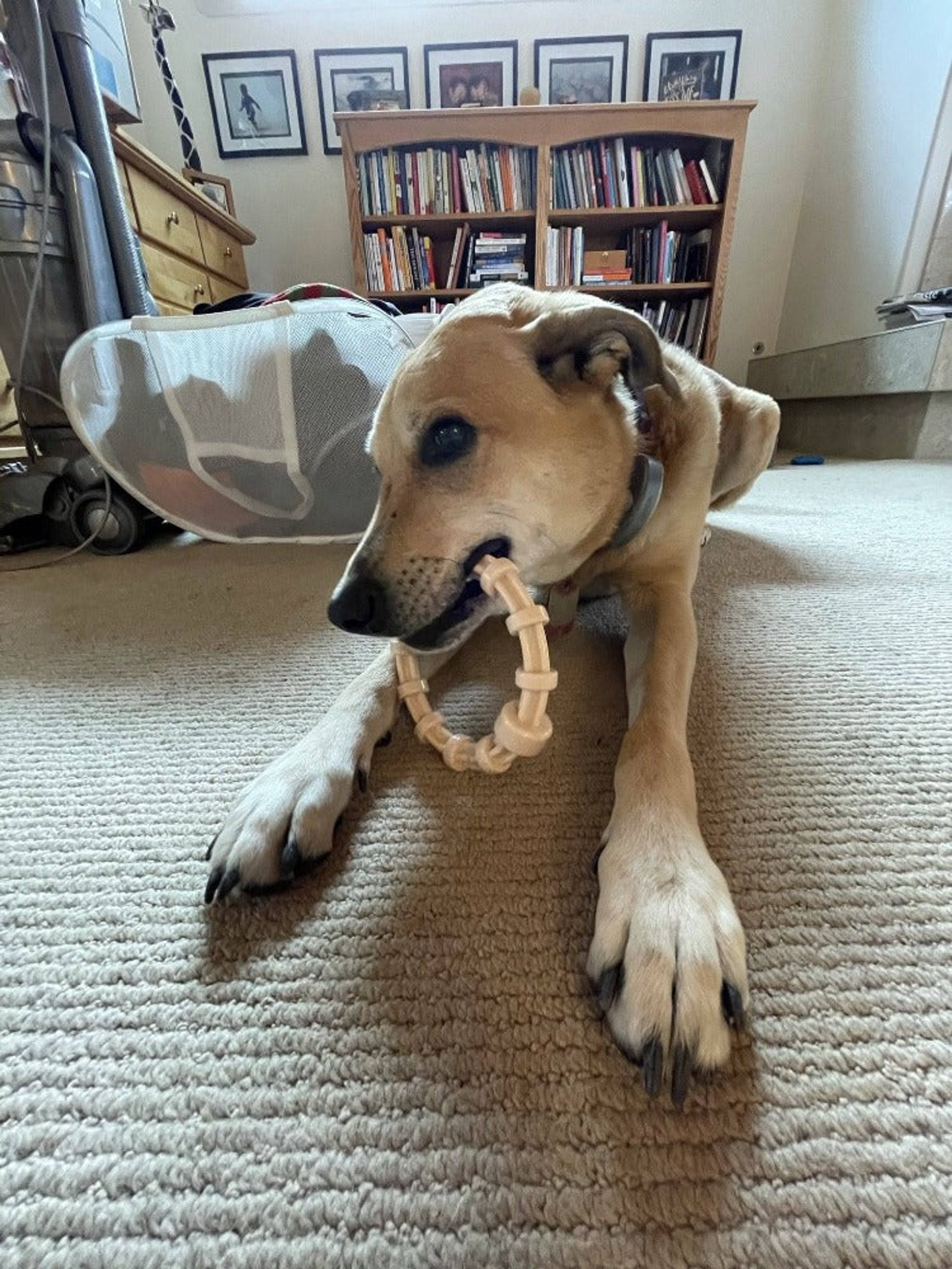 SodaPup Chicken-Flavored Teething Ring for Puppies