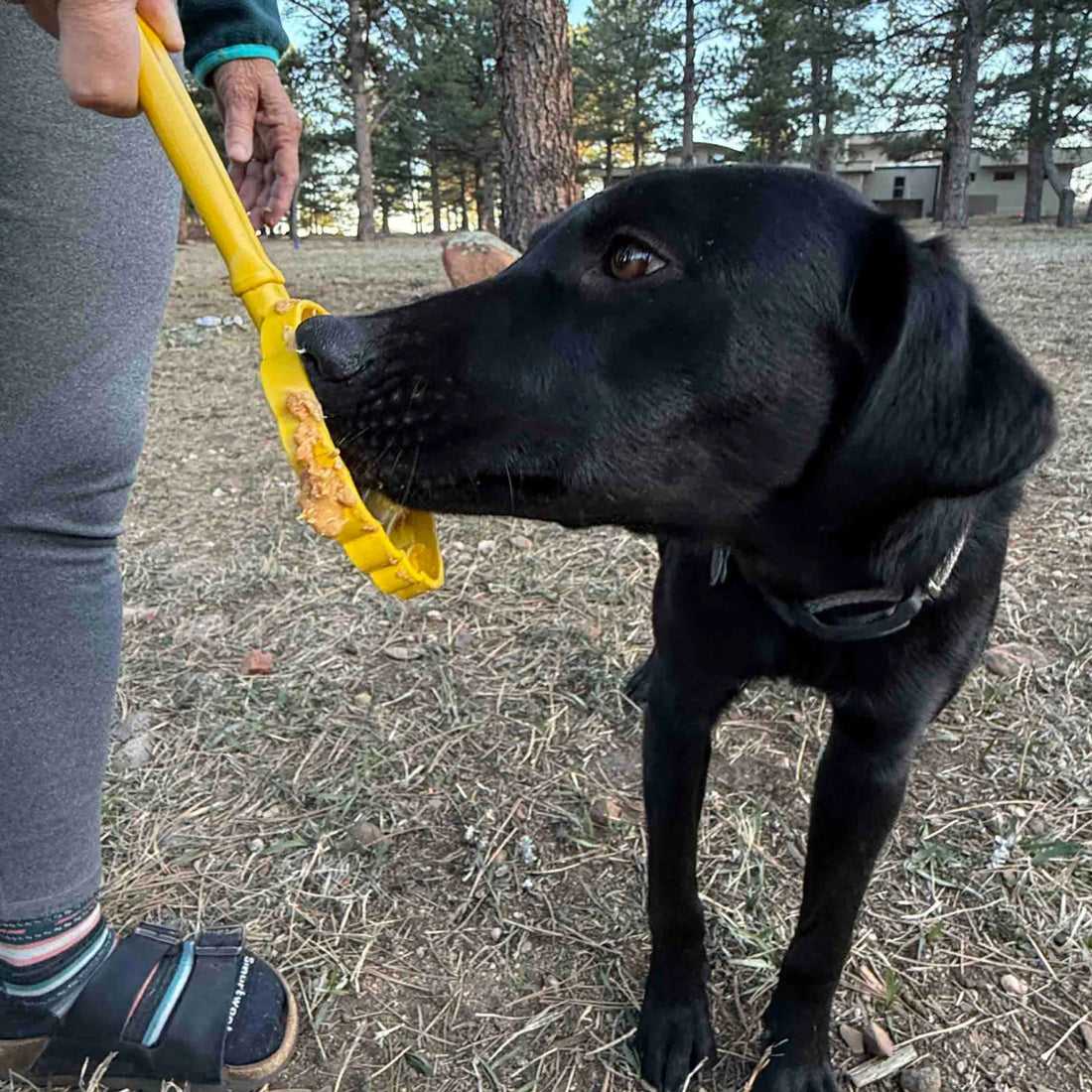eStick Hand-Held Dog Enrichment Toy - Interactive Lick Stick