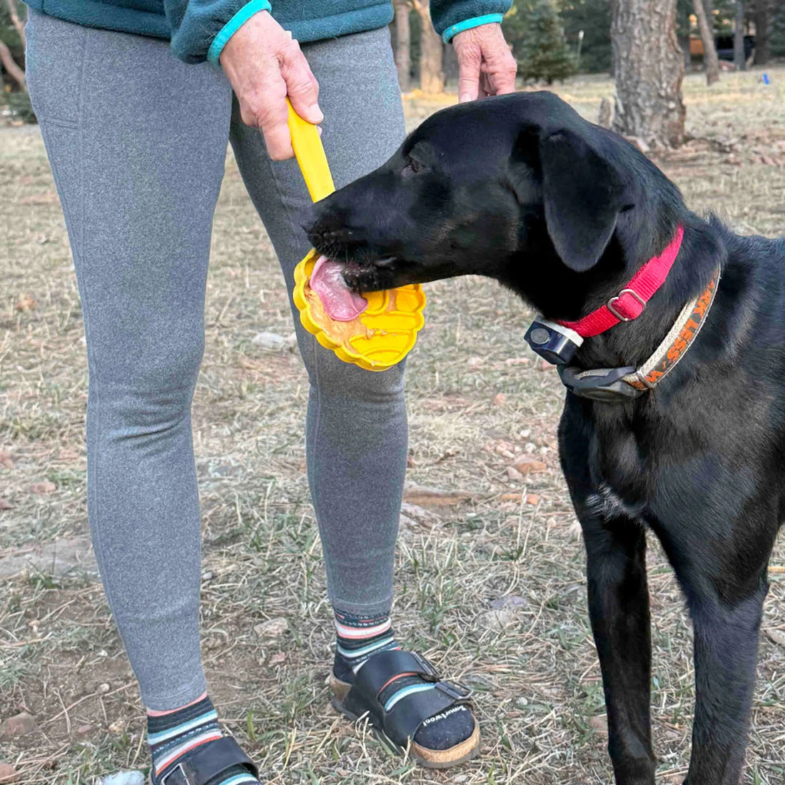 eStick Hand-Held Dog Enrichment Toy - Interactive Lick Stick