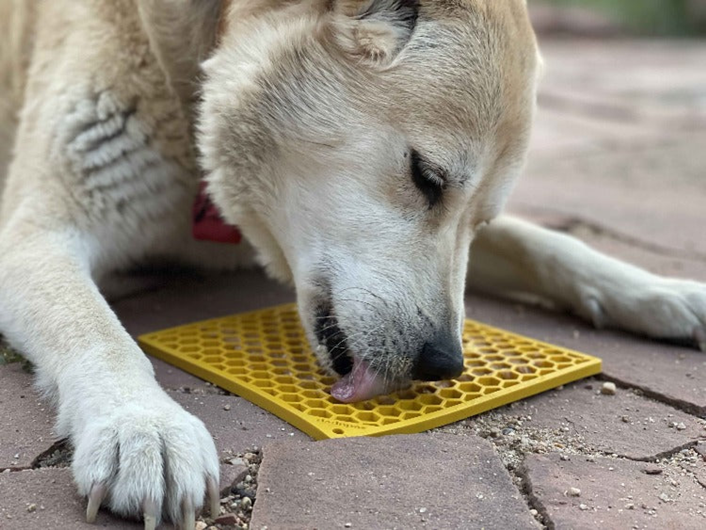 SodaPup Honeycomb eMat Enrichment Lick Mat - Small