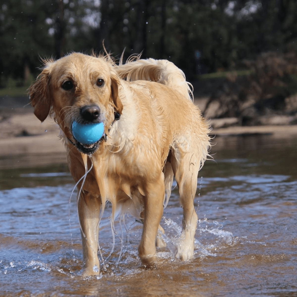 SodaPup Wag Ball Ultra-Durable Rubber Chew Toy