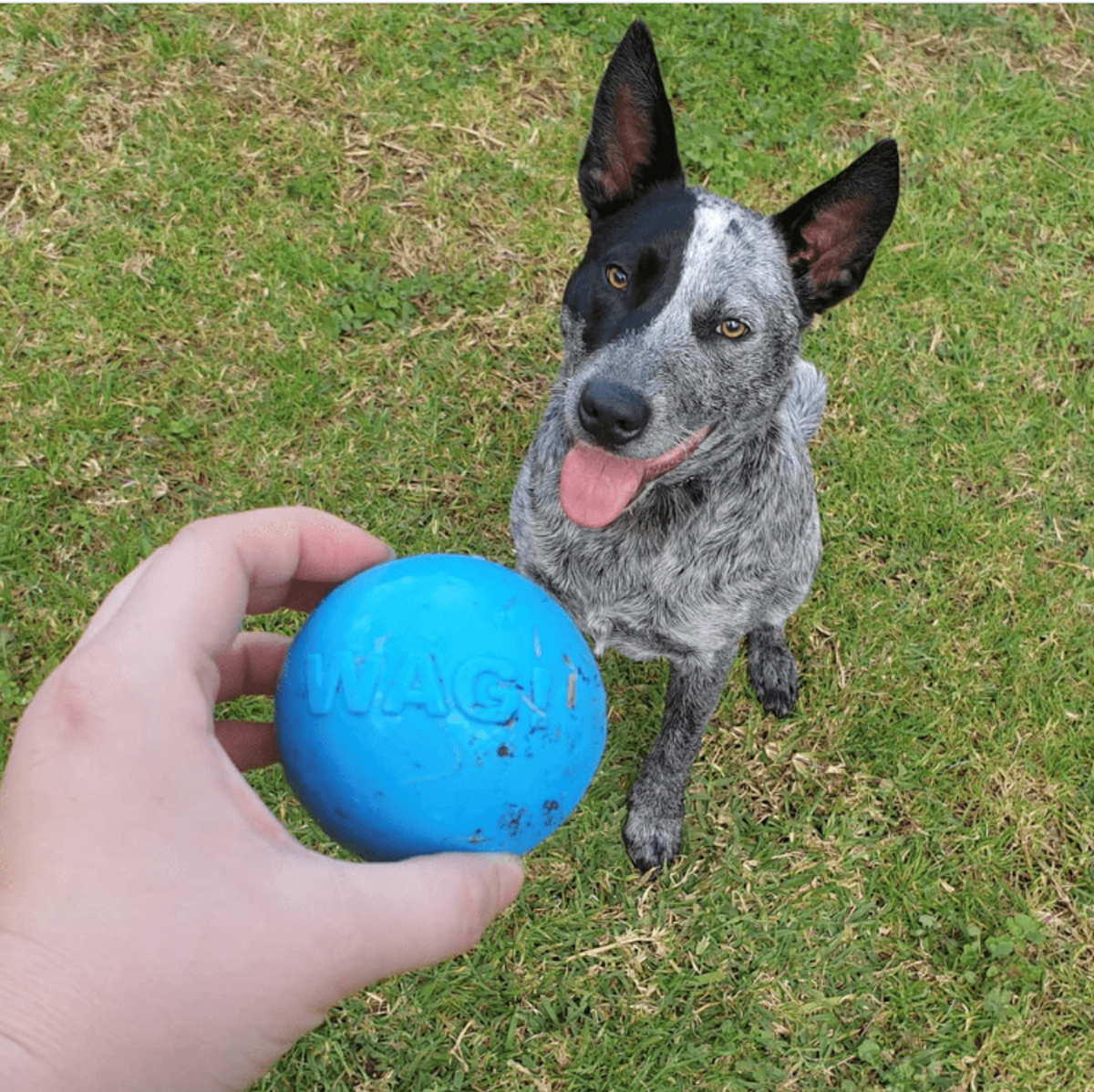SodaPup Wag Ball Ultra-Durable Rubber Chew Toy