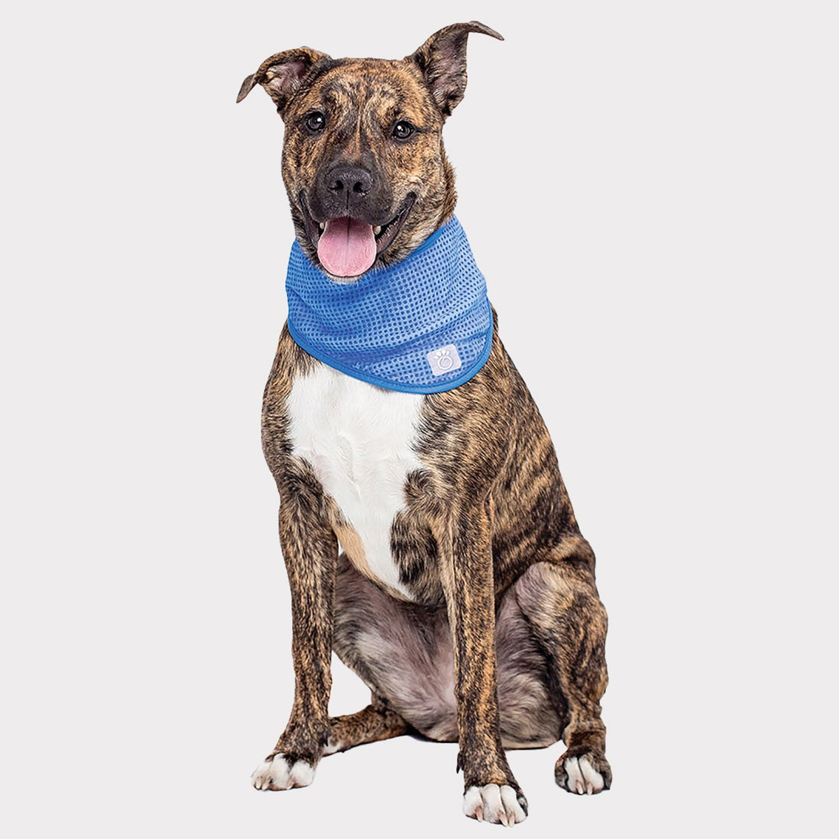 GF Pet Ice Band for Dogs