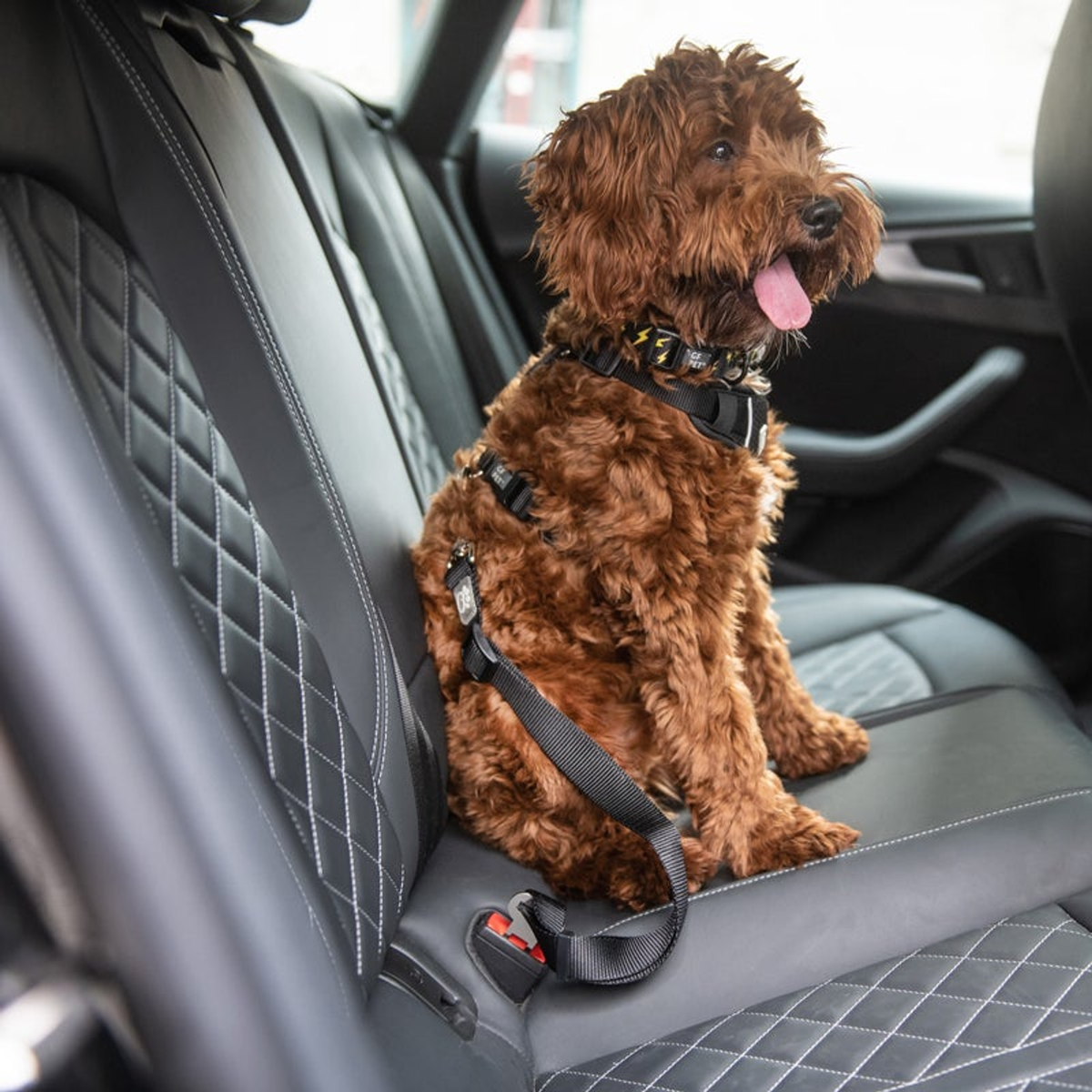 GF Pet Dog Seat Belt Tether