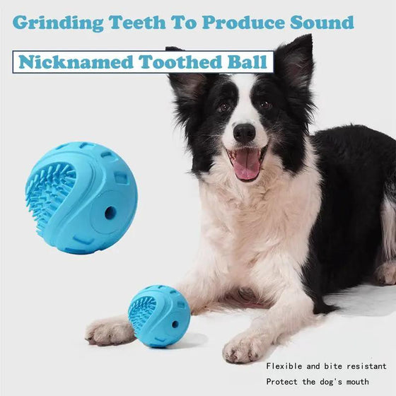 Border collie with blue rubber treat balls