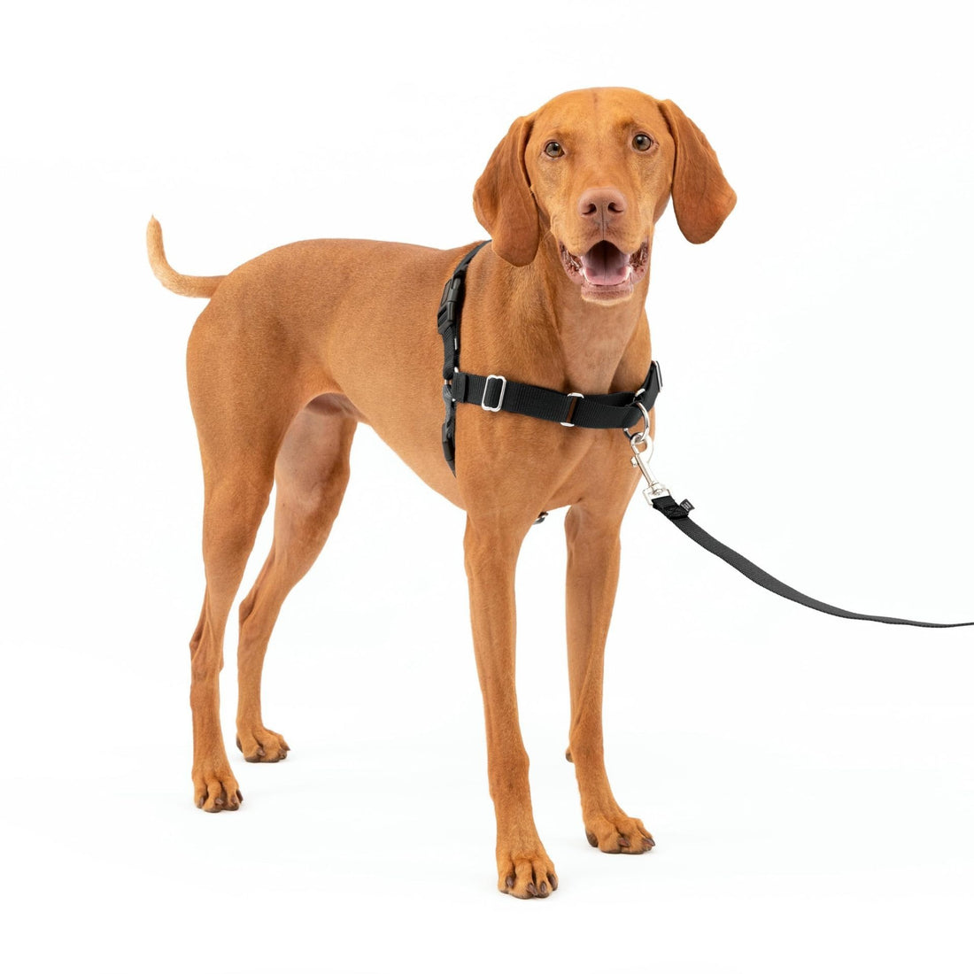 Adjustable nylon no-pull vest harness for dogs, photo 4