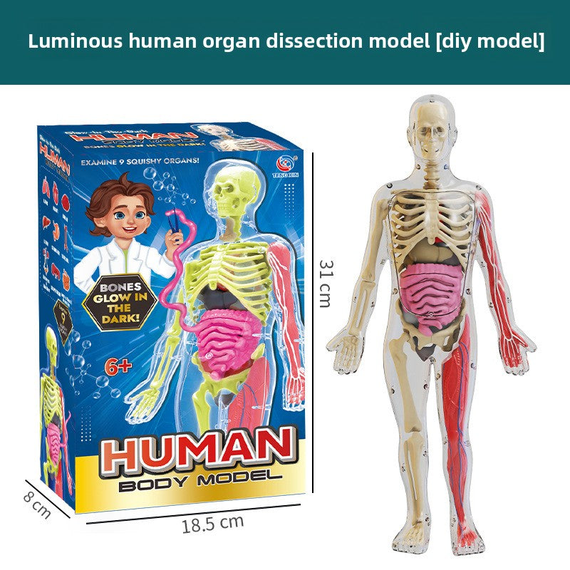 Human figure model children's toy product image 8