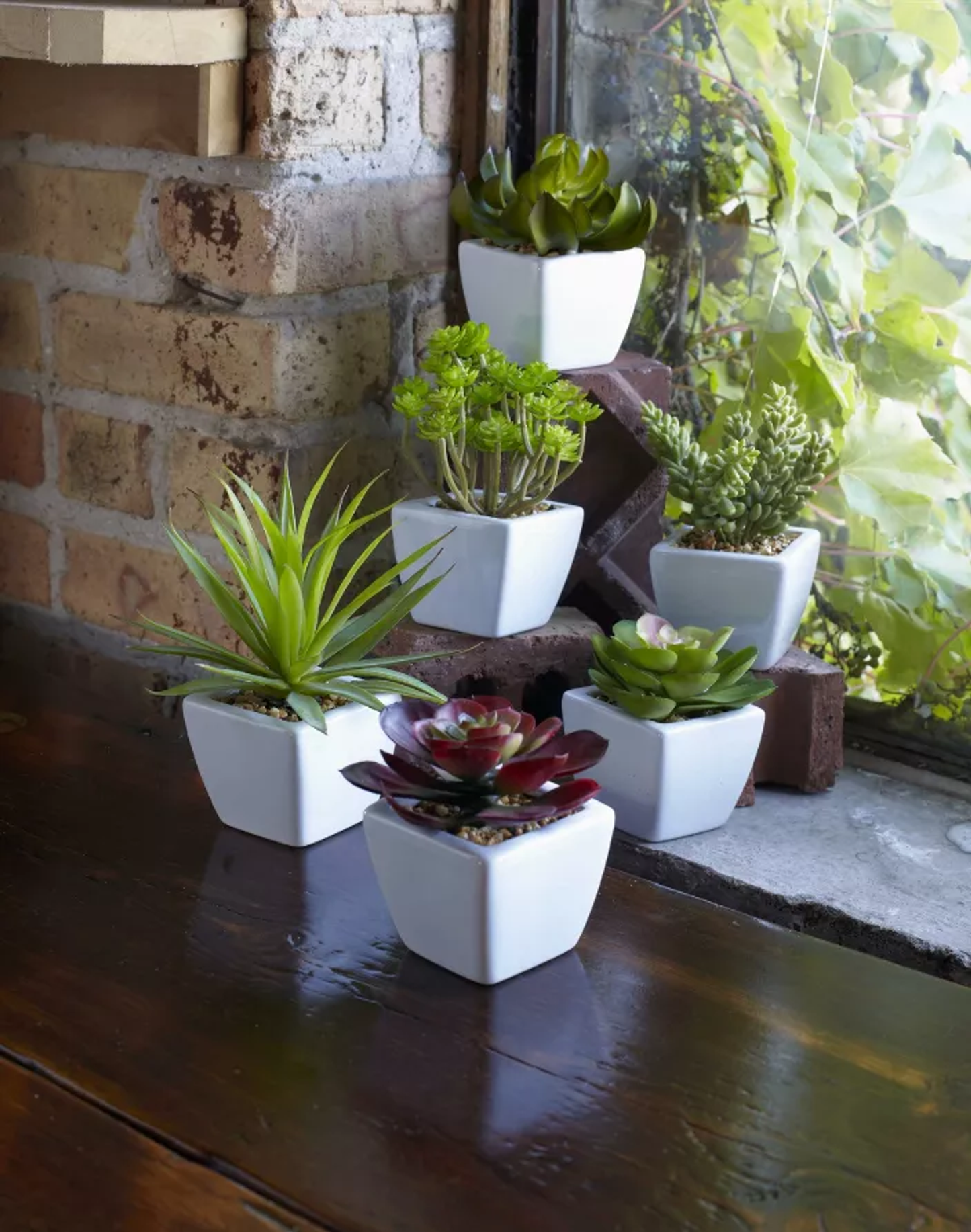 Potted Succulents, Set of 6