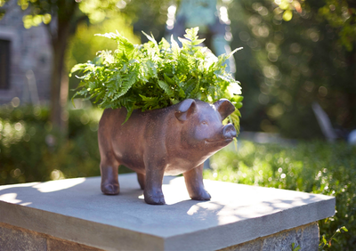 Pig Planter, Magnesia