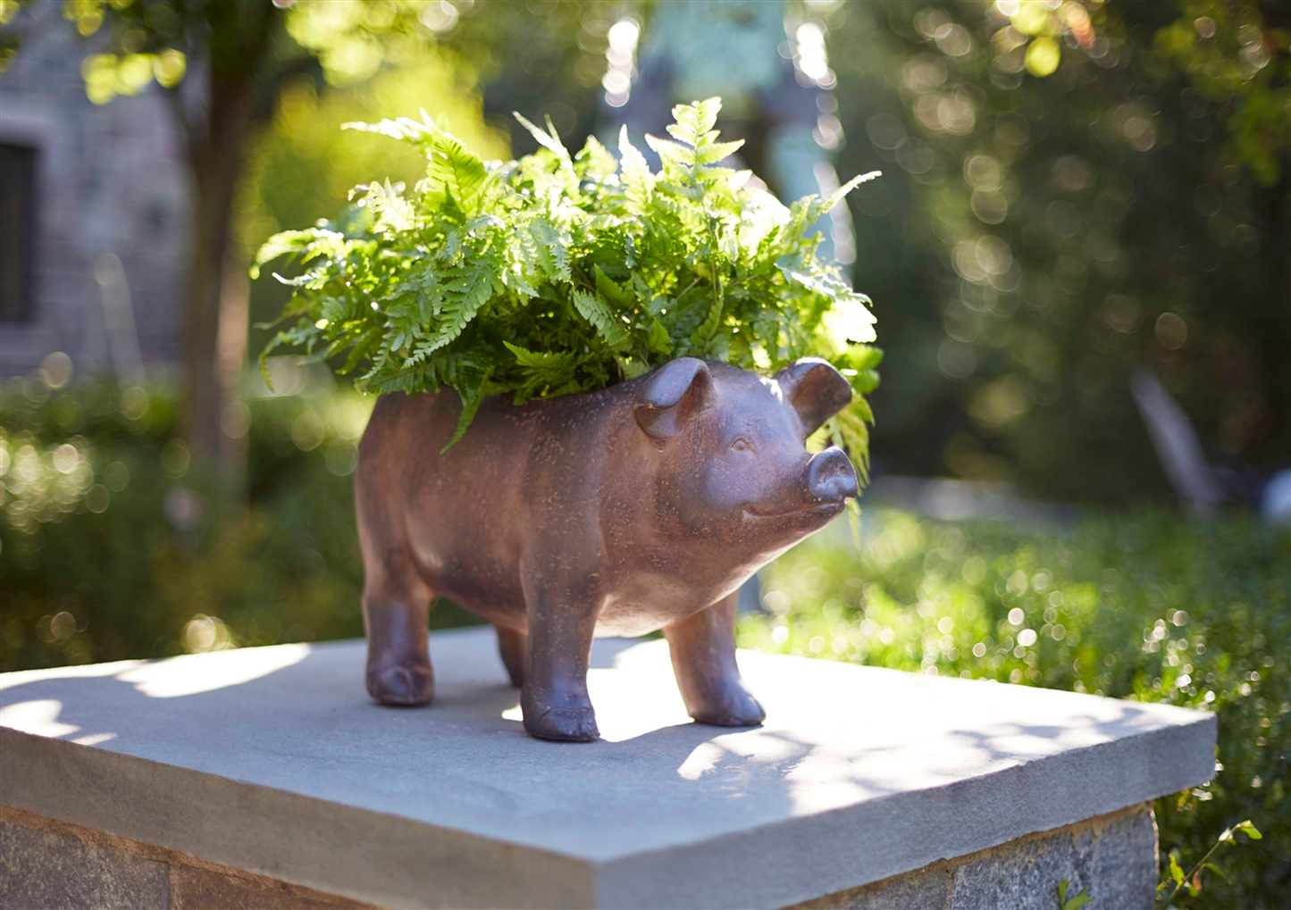 Pig Planter, Magnesia