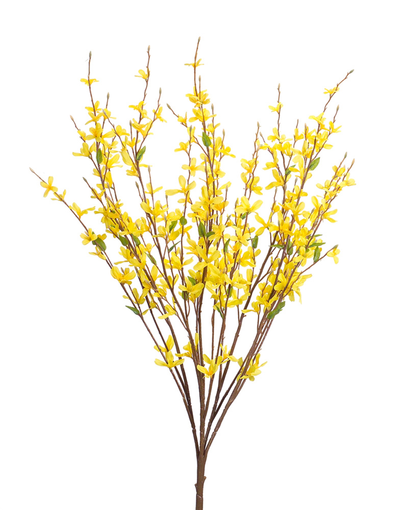 Forsythia Bush, Set of 12 (31"H)