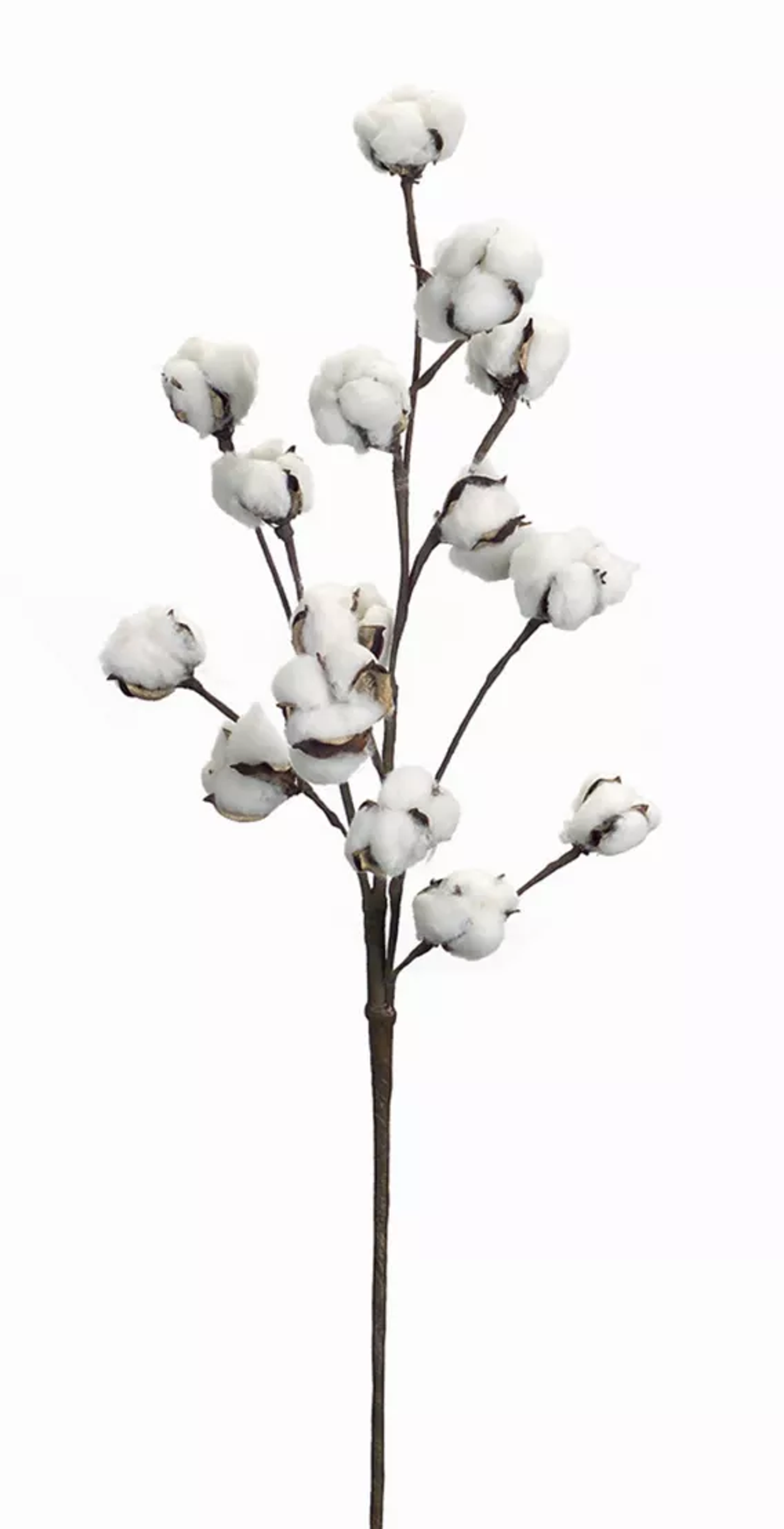 Cotton Spray, Set of 6 (30"H)