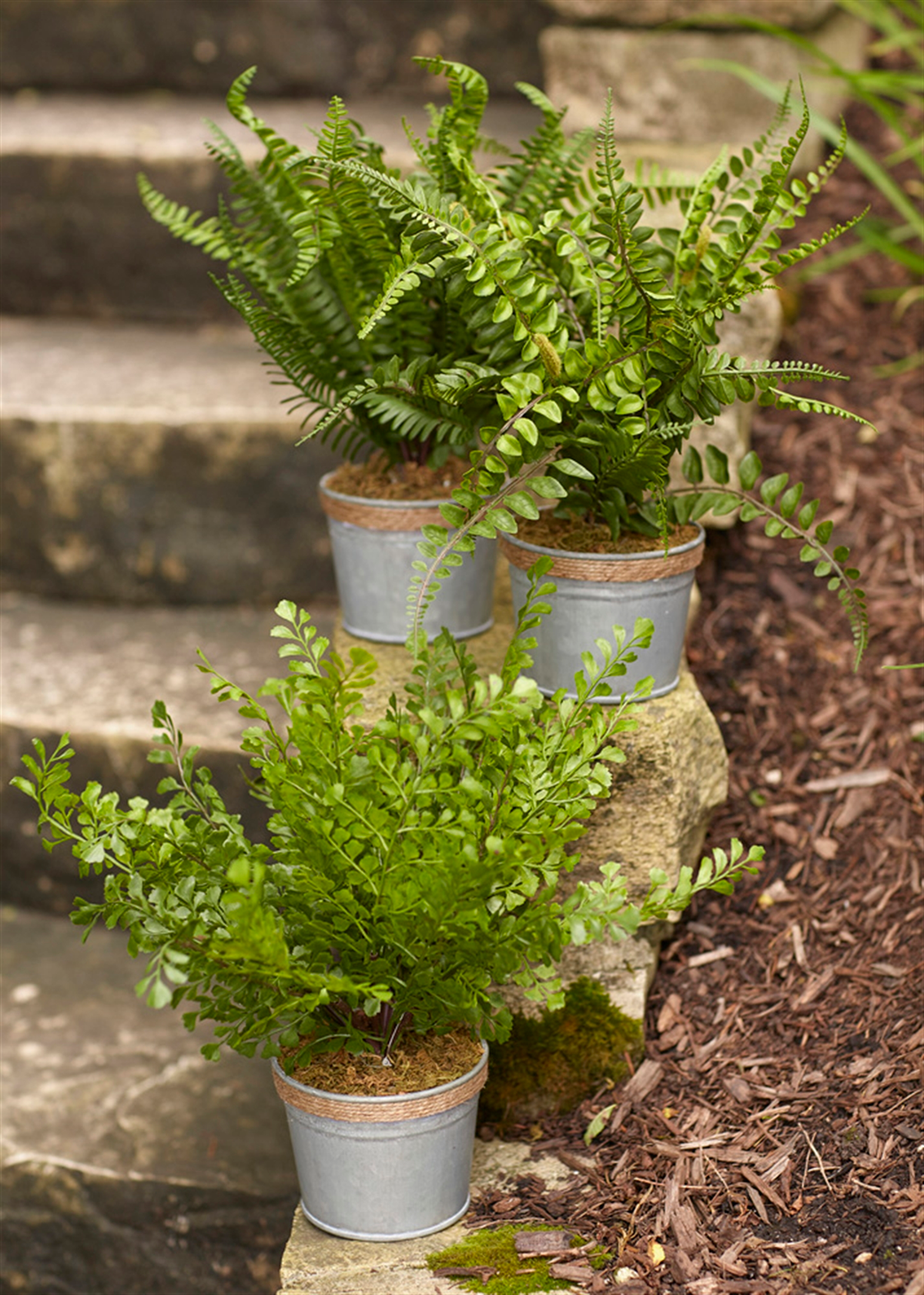 Potted Fern, Set of 3 (14.5"H)