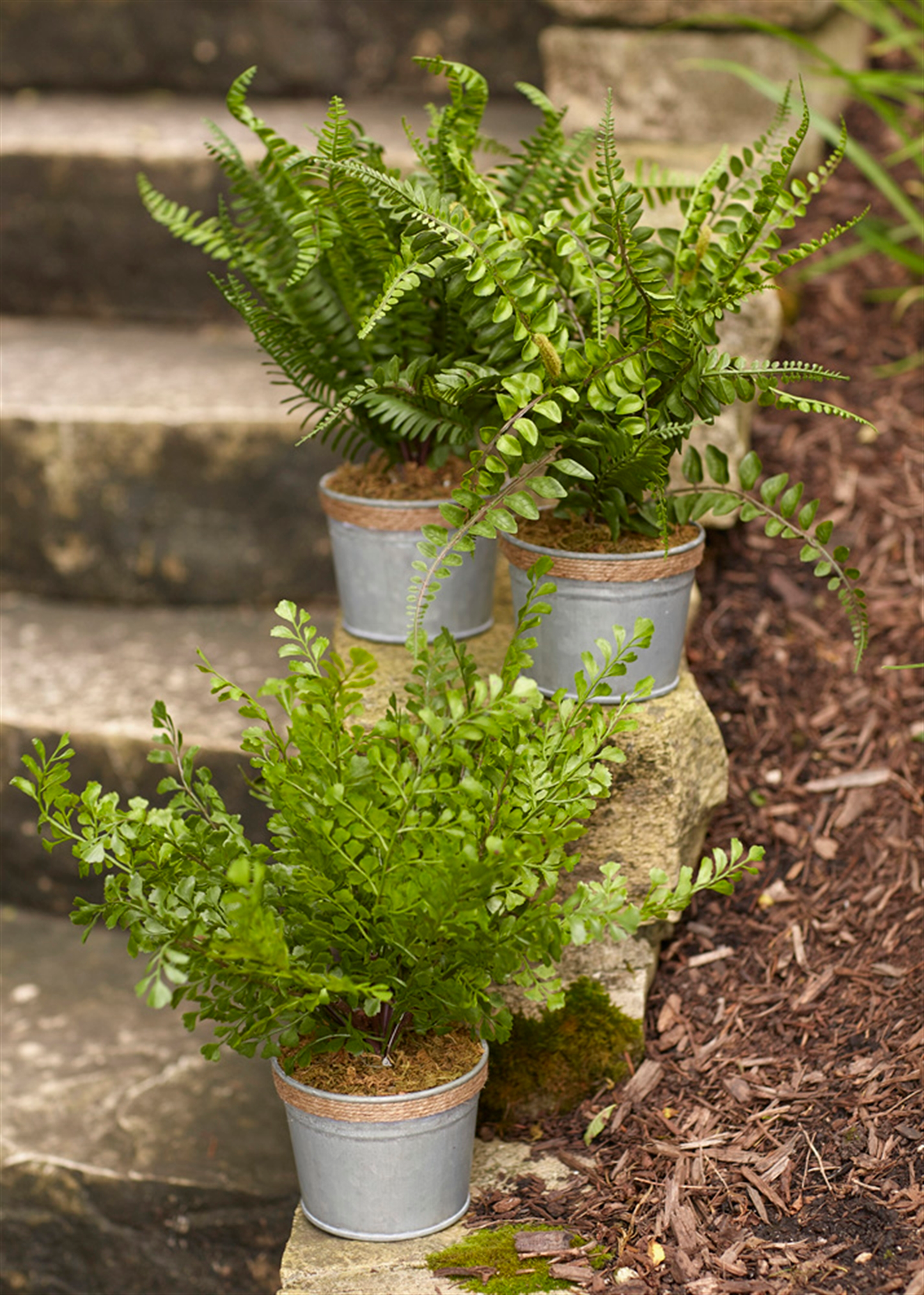 Potted Fern, Set of 3 (14.5"H)