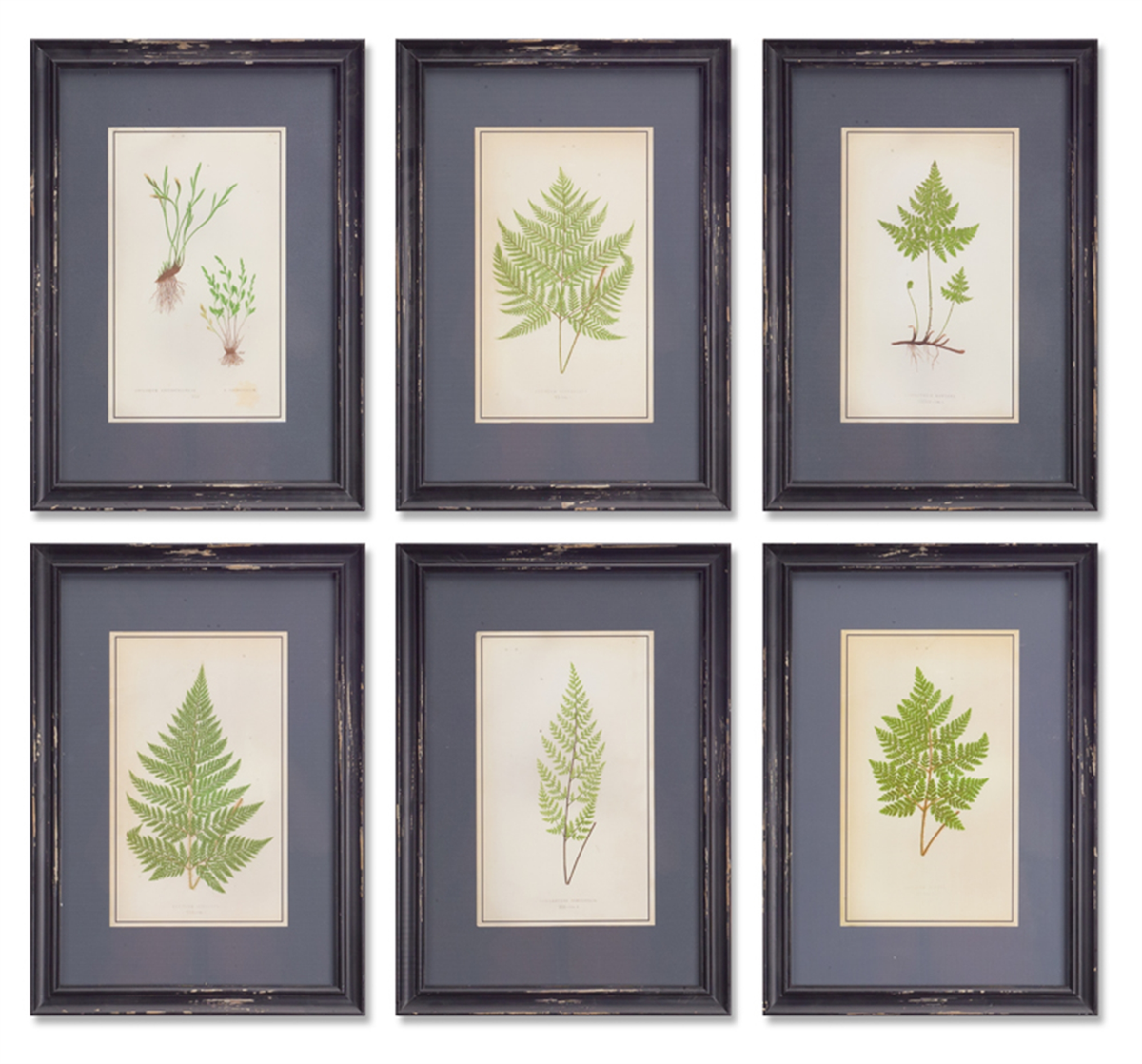 Framed Fern Prints (Set of 6) 13.5"L x 19.5"H MDF/ Glass/Wood