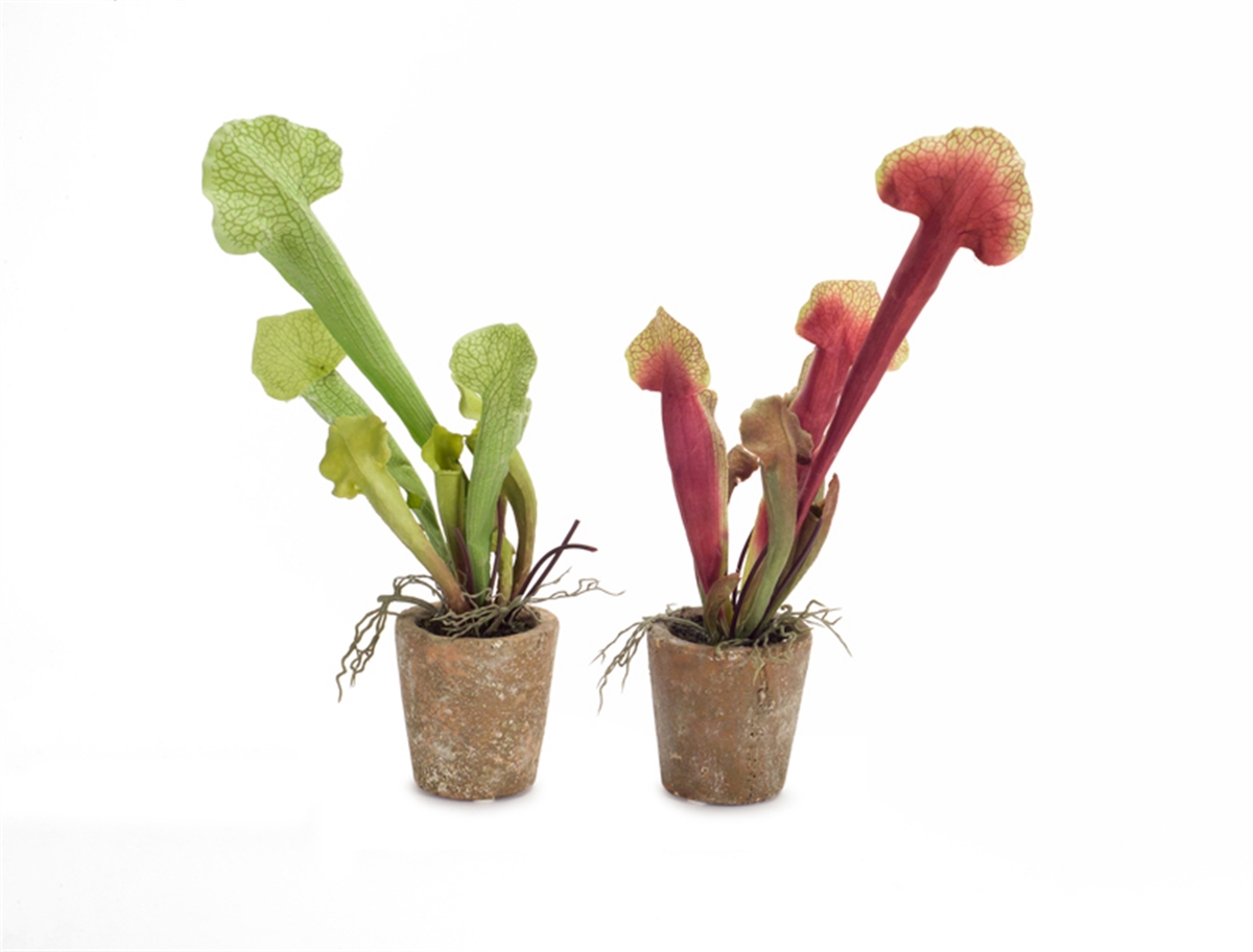 Potted Cobra Lily, Set of 6 (13"H)