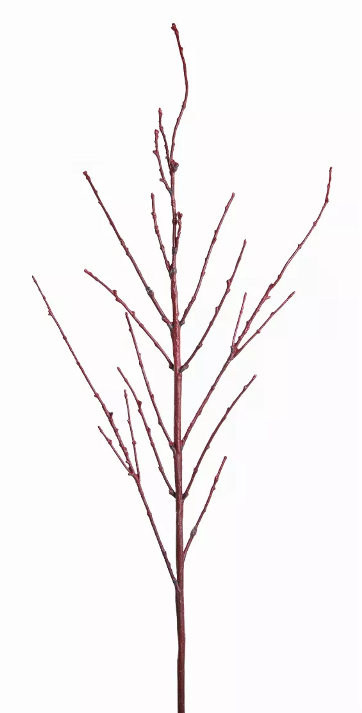 Red Twig Dogwood Branch Stems, Set of 12 (55in)