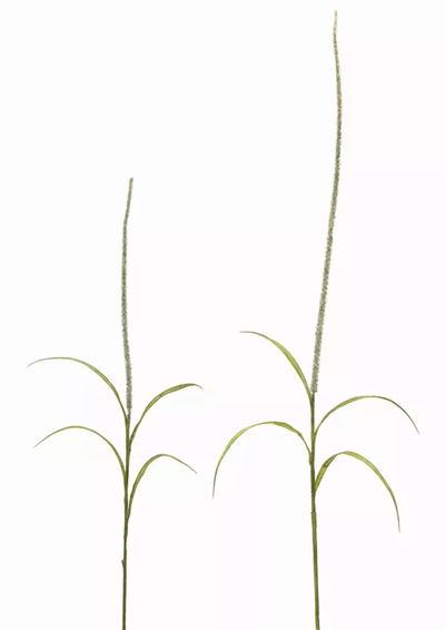Foxtail Stems, Set of 12 (39in & 52in)