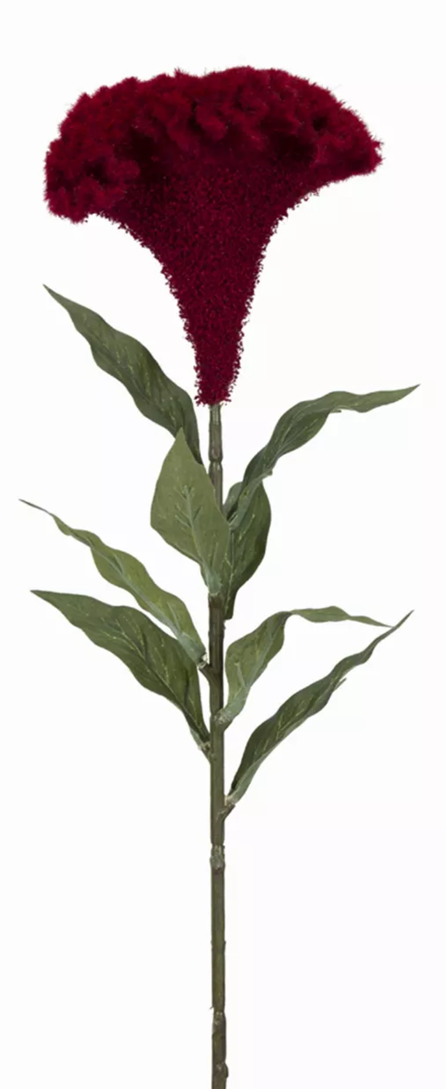 Celosia Stems, Set of 12 (27in)