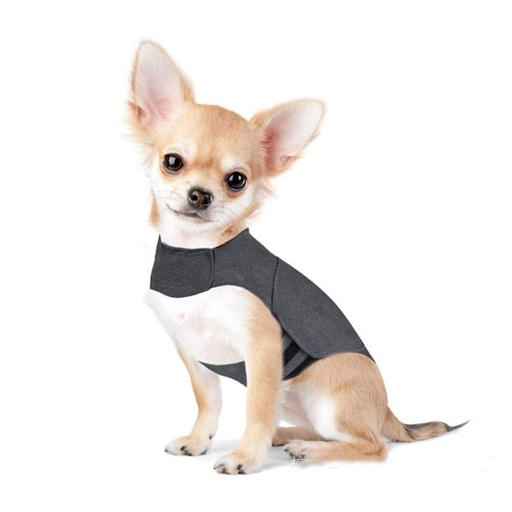 Chihuahua sitting and wearing the heather gray dog wrap vest
