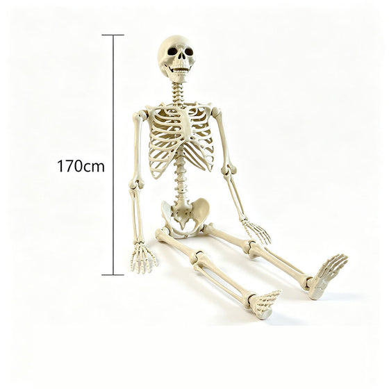 Halloween Skeleton Skeleton