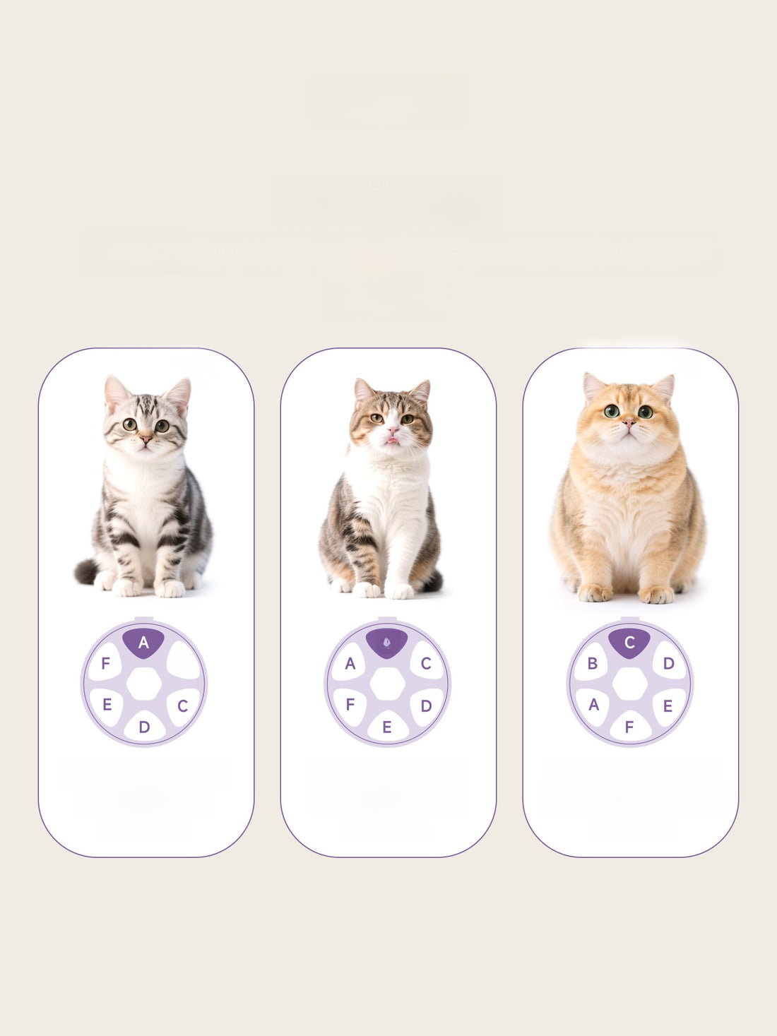 Automatic Pet Feeder