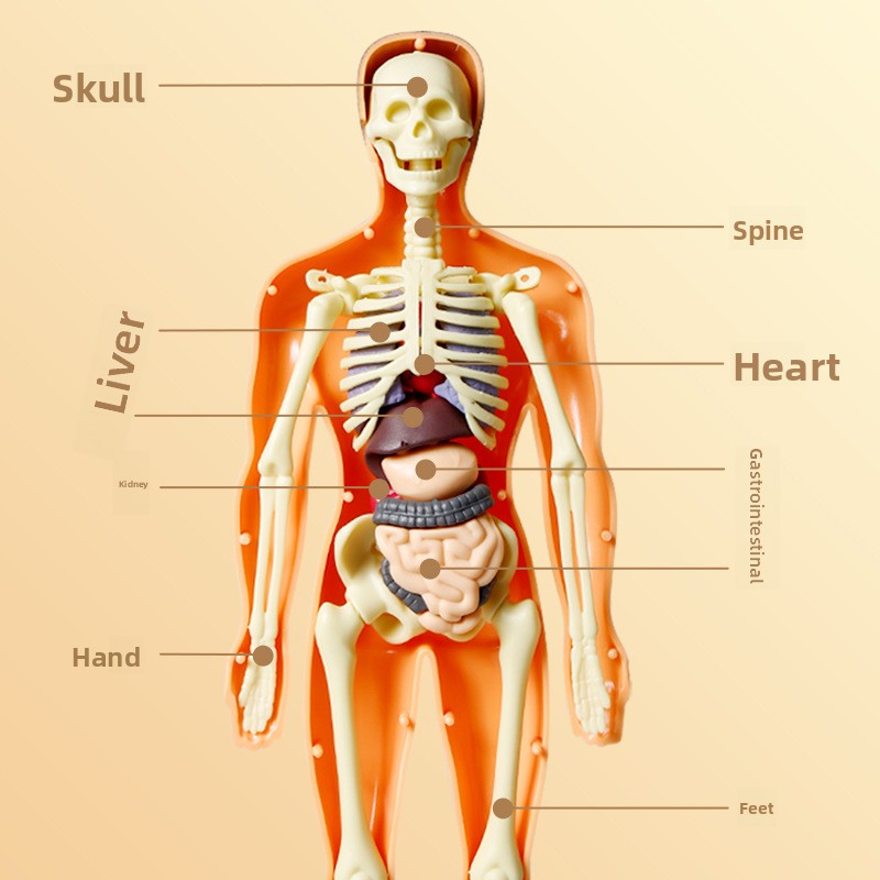 Human figure model children's toy product image 3