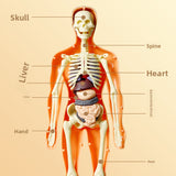 Human figure model children's toy