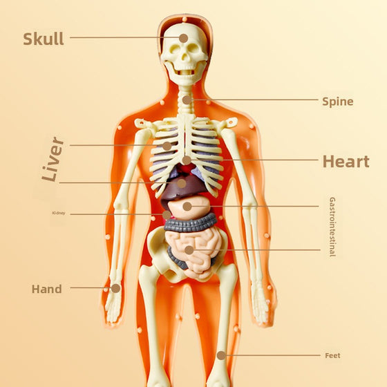 Human figure model children's toy product image 3