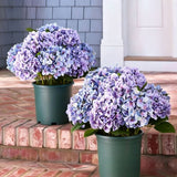 Outdoor Hydrangea Flowers