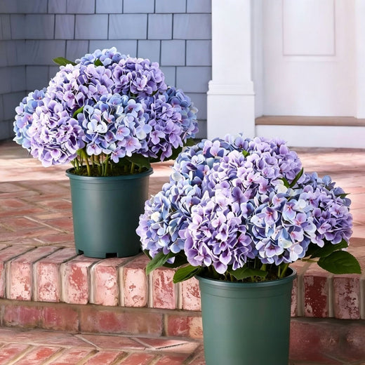 Outdoor Hydrangea Flowers Decor product image 4