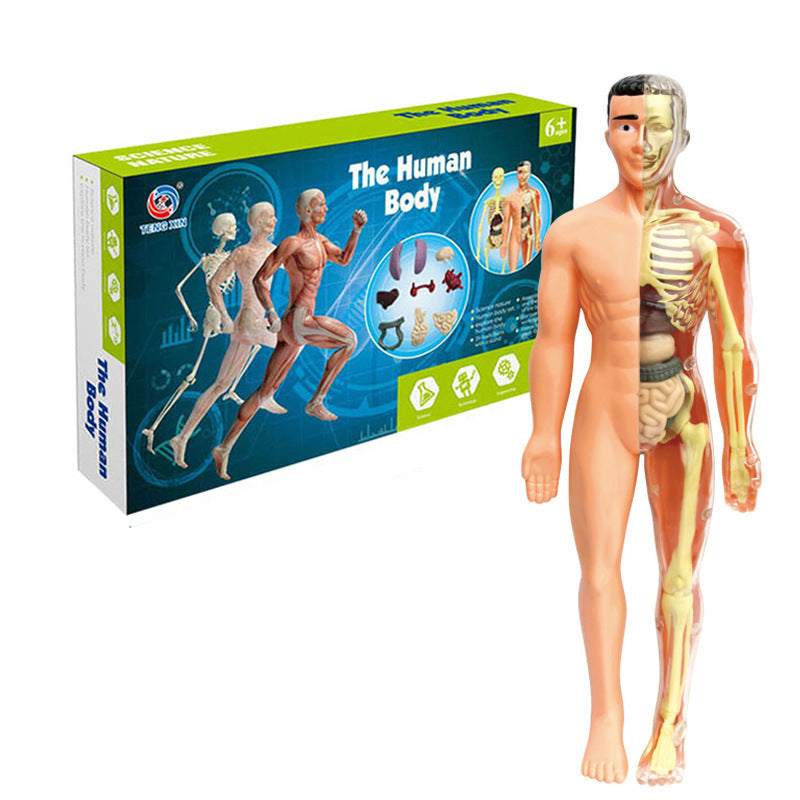 Human figure model children's toy product image 6