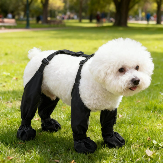 White dog in black leg covers with harness straps in a park