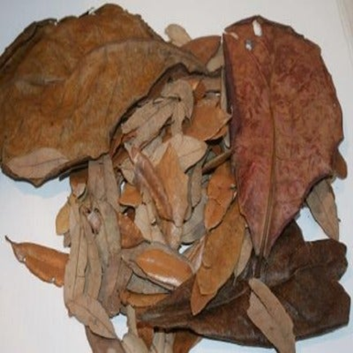 Jungle Bob Tropical Leaves Terrarium Decor