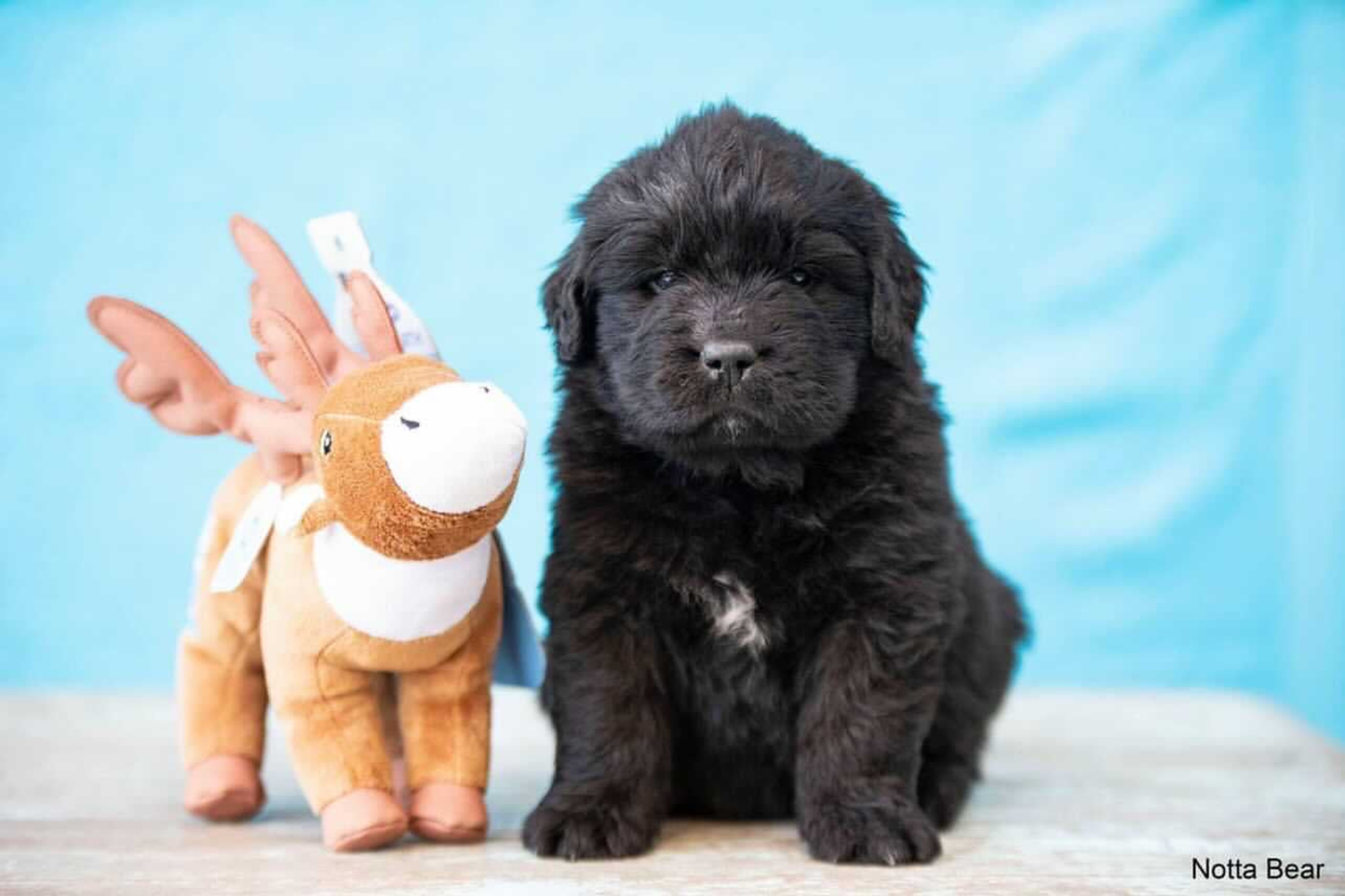 Spunky Pup Clean Earth Sustainable Plush Dog Toys