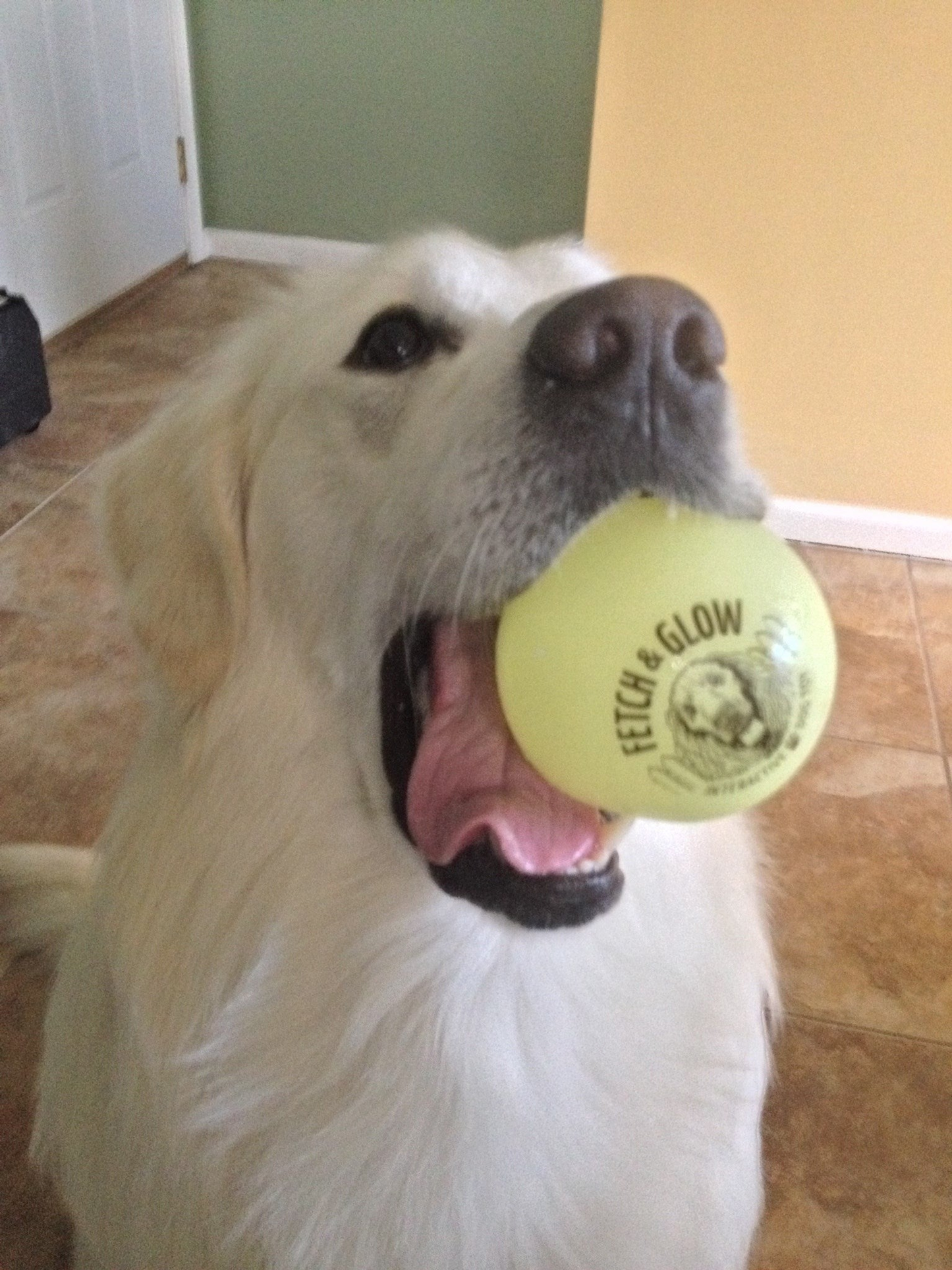 Spunky Pup Fetch & Glow Glow-in-the-Dark Dog Balls