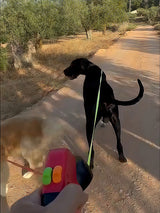 Retractable Dog Leash