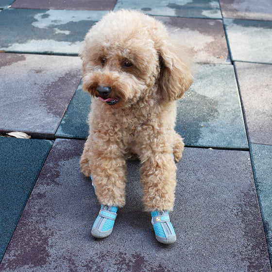 Poodle wearing light blue mesh dog boots on pavers