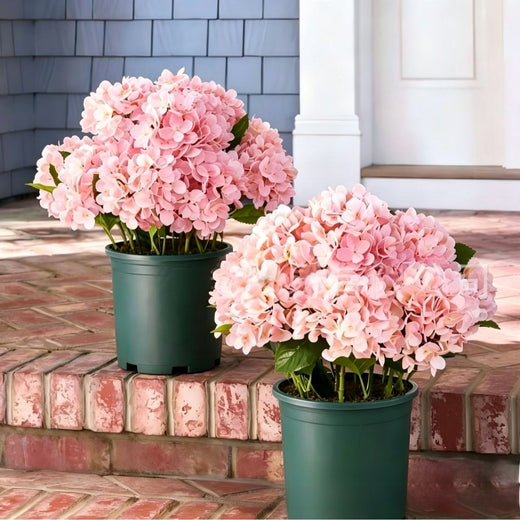 Outdoor Hydrangea Flowers Decor product image 5