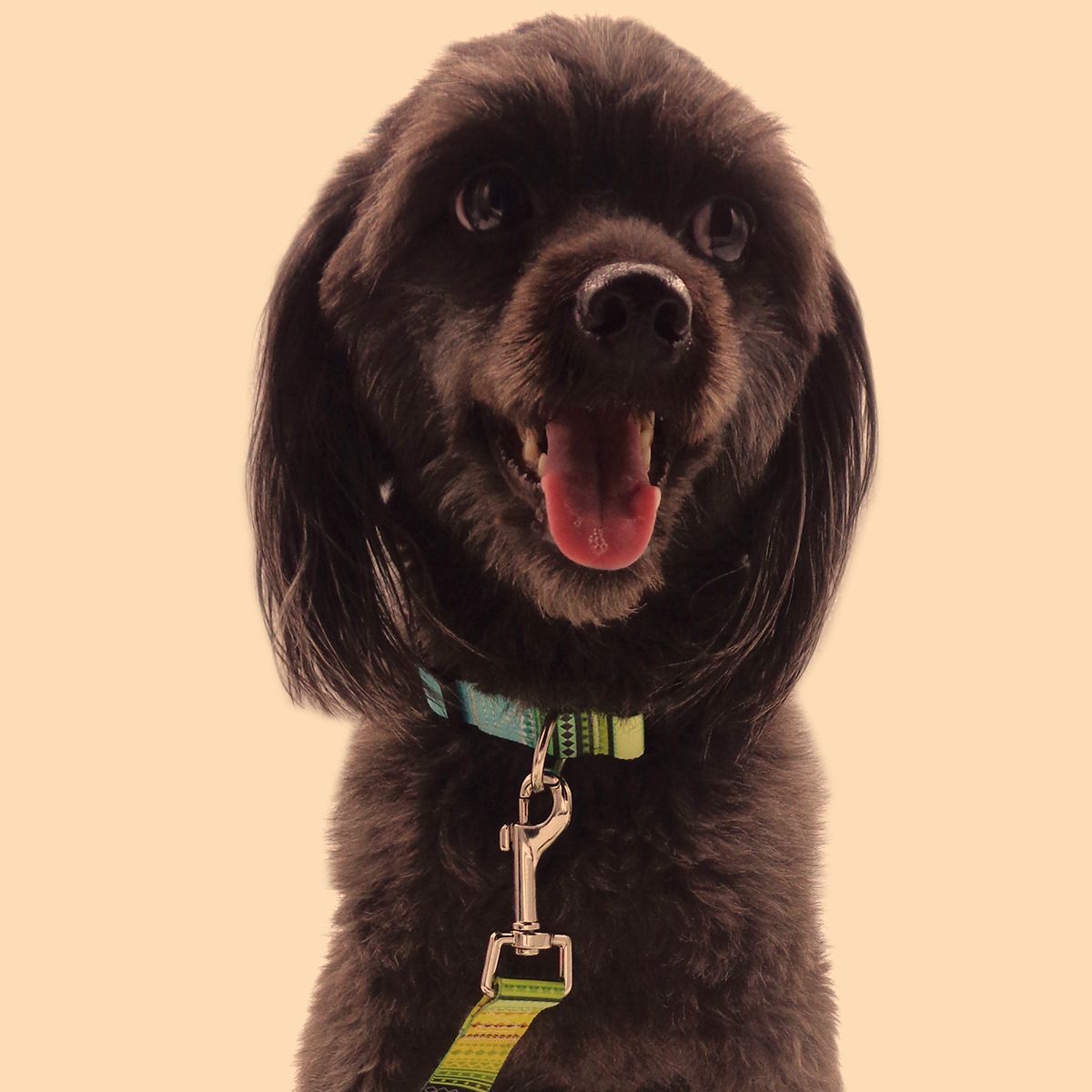 Bohemian dog collar in printed nylon