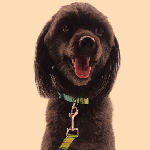 Bohemian dog collar in printed nylon