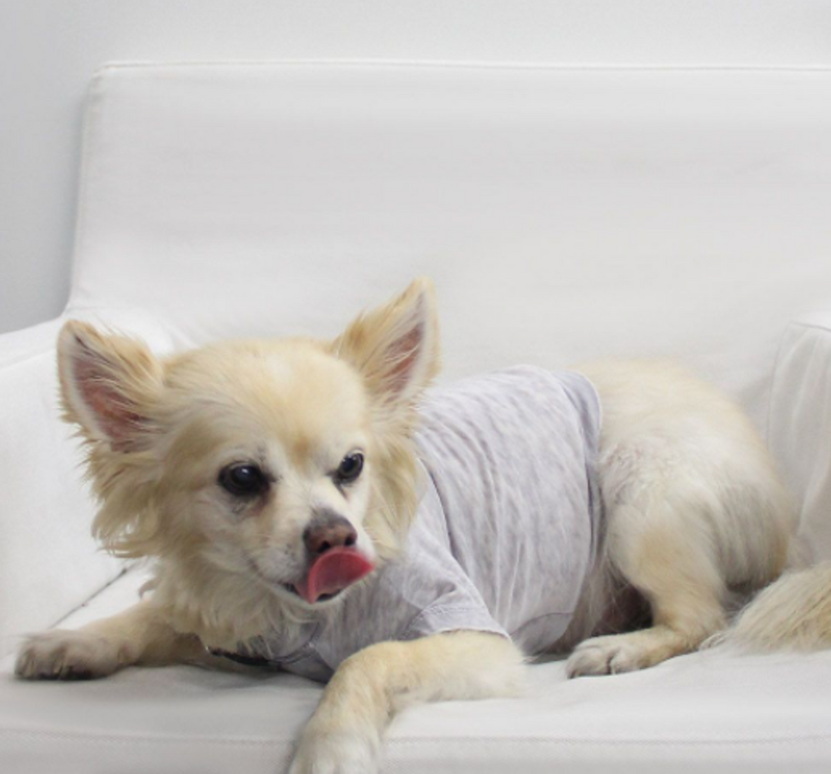 Doggy Burnout Tee