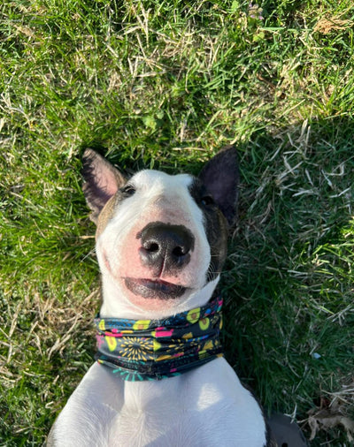 Taco Pawty Pup Scruff
