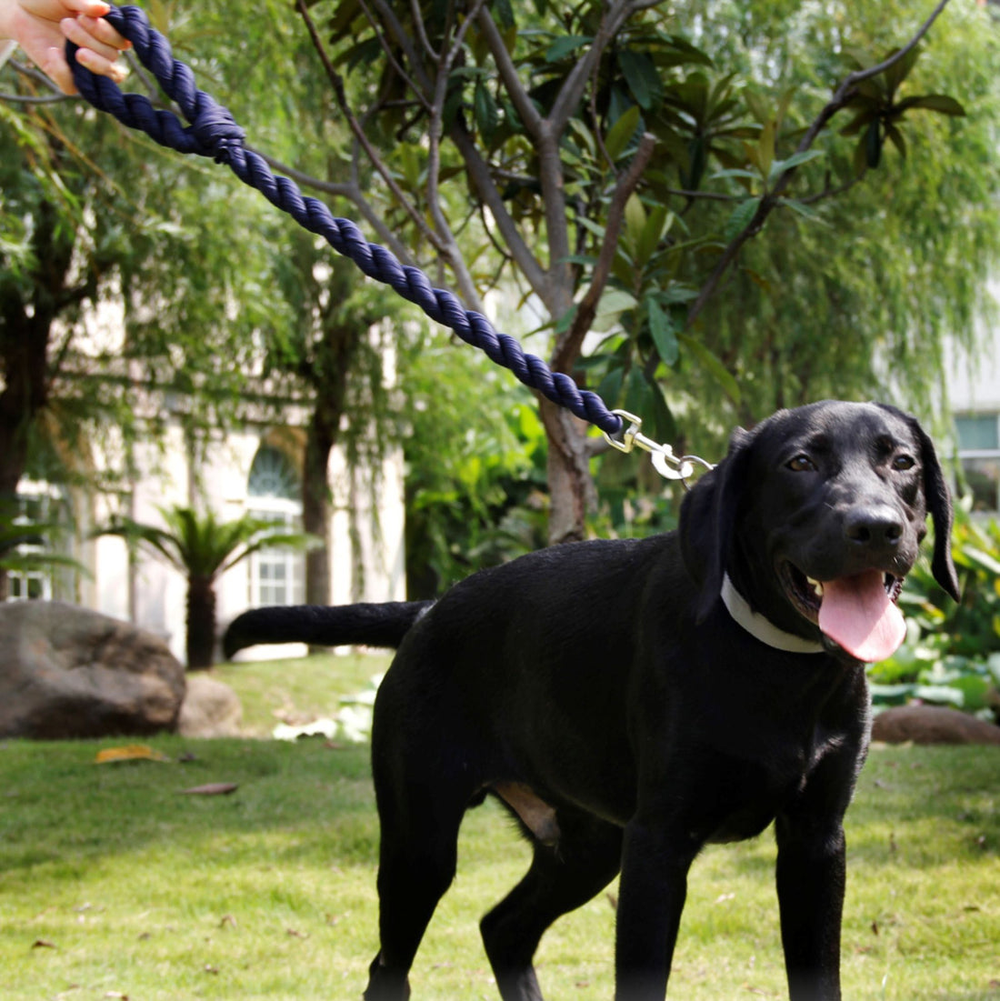 Industrial Strength Dog Leash