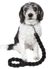 Dog leash double-stitched nylon webbing detail