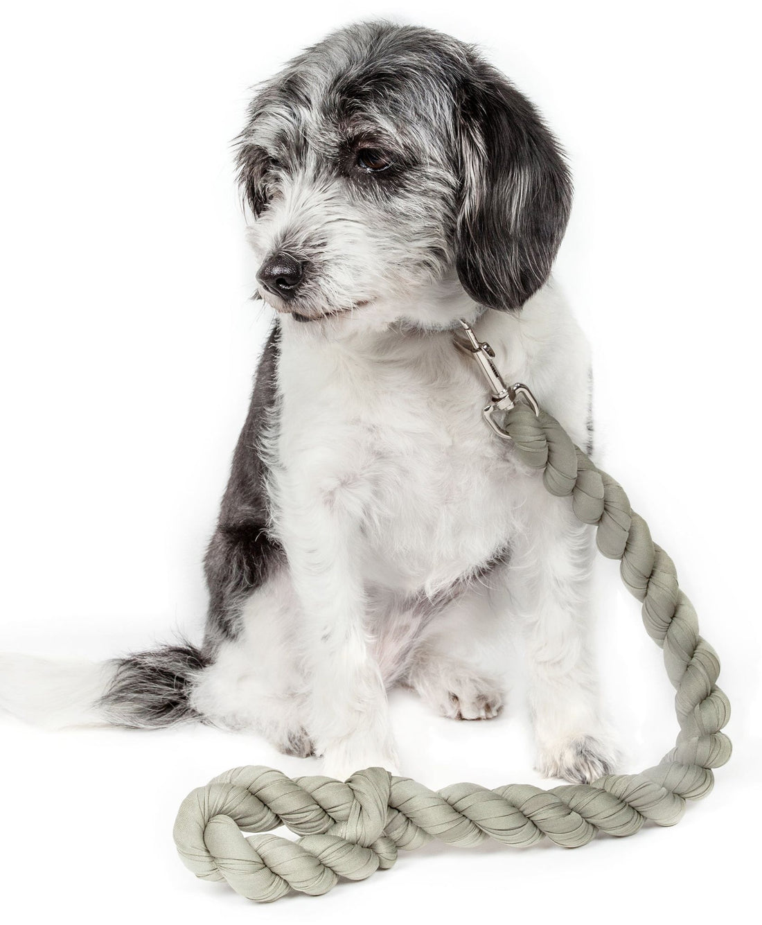 Industrial Strength Dog Leash7
