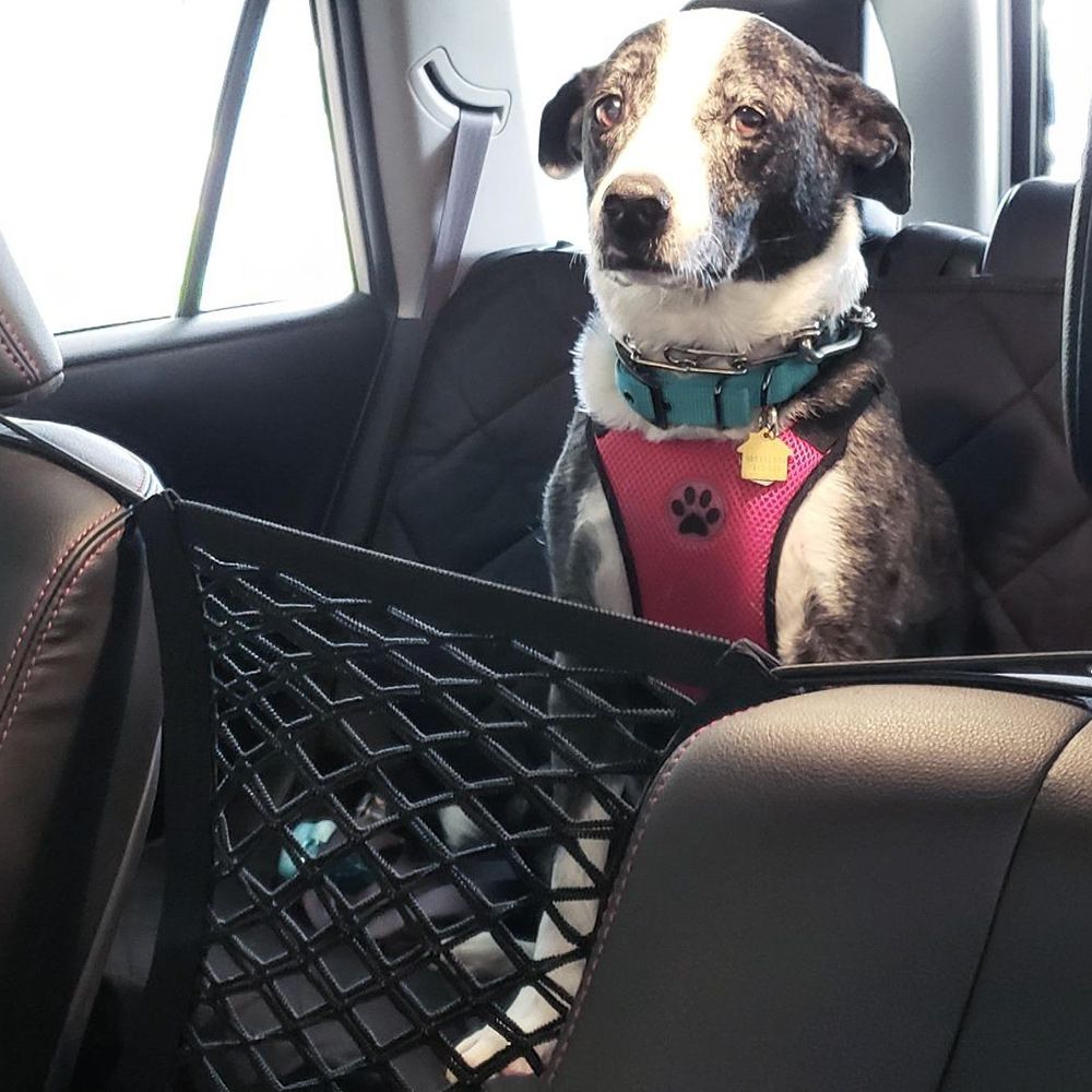 Pet Car Isolation Safety Net4