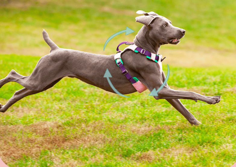 Cross-body dog sling carrier in use during a walk