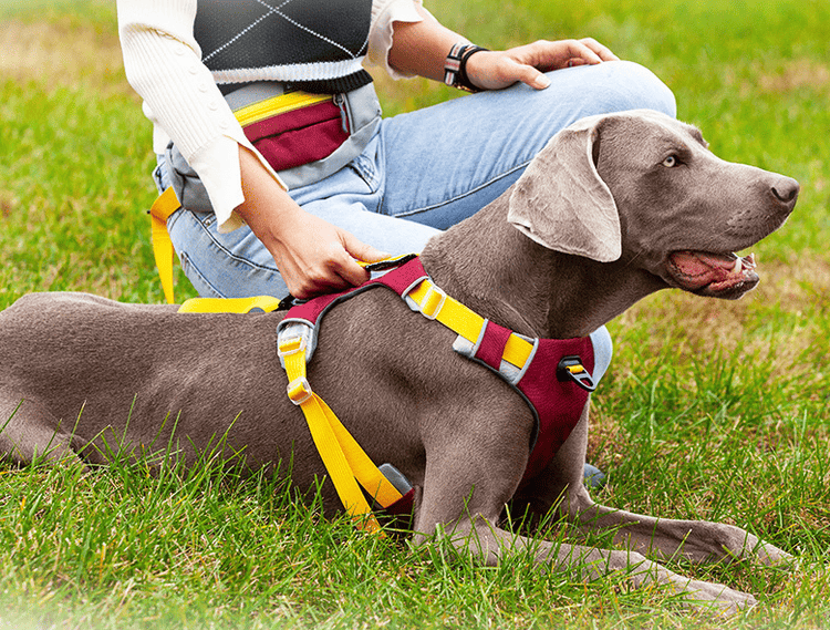 Dog sling carrier color and size detail view